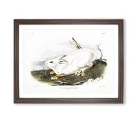 Northern Hare In Winter By John Woodhouse Audubon Vintage Framed Print | A3 Walnut Framed Wall Art | Ready to Hang | Classic Animal Picture | Living Room Bedroom Lounge Office