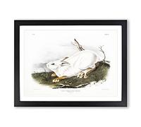 Northern Hare In Winter By John Woodhouse Audubon Vintage Framed Print | A4 Black Framed Wall Art | Ready to Hang | Classic Animal Picture | Living Room Bedroom Lounge Office