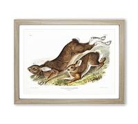 Northern Hares By John Woodhouse Audubon Vintage Framed Print | A4 Oak Framed Wall Art | Ready to Hang | Classic Animal Picture | Living Room Bedroom Lounge Office