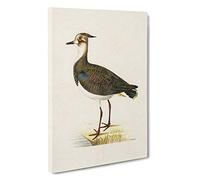 Northern Lapwing Bird by Von Wright Canvas Print for Living Room Bedroom Home Office Décor, Wall Art Picture Ready to Hang, 30 x 20 Inch (76 x 50 cm)