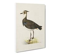 Northern Lapwing Bird By Von Wright Canvas Print | Gallery Wrapped 30mm Frame Wall Art | 20x14 inches | Ready to Hang | Retro Animals Picture | Living Room Bedroom Lounge Office