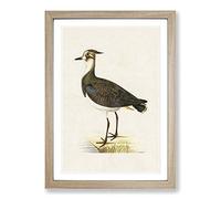 Northern Lapwing Bird by Von Wright Framed Print | A2 Oak Framed Wall Art | Ready to Hang | Modern Nature Picture | Living Room Bedroom Lounge Office