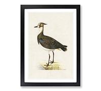 Northern Lapwing Bird by Von Wright Framed Wall Art Print A2 Black