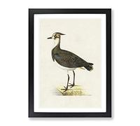 Northern Lapwing Bird By Von Wright Vintage Framed Wall Art Print, Ready to Hang Picture for Living Room Bedroom Home Office Décor, Black A4 (34 x 25 cm)