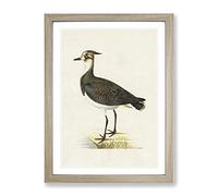 Northern Lapwing Bird By Von Wright Vintage Framed Wall Art Print, Ready to Hang Picture for Living Room Bedroom Home Office Décor, Oak A3 (34 x 46 cm)