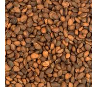 Northern Parrots Cedar Nuts Delicious Parrot Treats 200g Pack