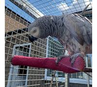 Northern Parrots Sanded Nail Trimming Parrot Perch Pet Birds Large