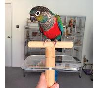 Northern Parrots The Pal Perch Portable Training Parrot Perch