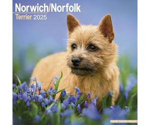 Norwich/Norfolk Terrier 2025 Square Wall Calendar | Dog Breed Calendar