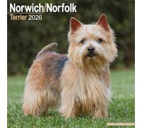 Norwich/Norfolk Terrier 2026 Calendar | Square Wall Calendar | Dog Breed Gift | Plastic Free Packaging | by Avonside Publishing