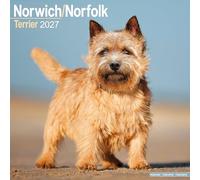 Norwich/Norfolk Terrier 2027 Calendar | Square Wall Calendar | Dog Breed Gift | Plastic Free Packaging | by Avonside Publishing