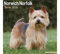 Norwich/Norfolk Terrier 2026 Calendar | Square Wall Calendar | Dog Breed Gift | Plastic Free Packaging | by Avonside Publishing