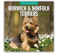 Norwich-/ Norfolk Terriers 2025 Square Wall Calendar: Original Red Robin Publish