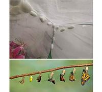 Nosqew Portable Cage Breeding Enclosure Square Stable Design with Five Mesh Panels Clear Window for Students Families Monarch Painted Lady Black Swallowtail Butterflies 30x30x30cm (As Shown)