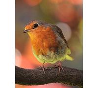 notebook: Rhythms Of Nature Robin Notebook Journal, Paperback Cover, 120 Cream Lined Pages, 8.5 x 11" Notepad