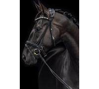 Notebook with a beautiful BLACK HORSE , Softback, 145 Pages, Hardcover