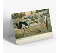 NOTELET - Vintage Arkansas USA - Hot Springs. Farming at the Ostrich Farm