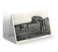 NOTELET - Vintage Devon - Dartmoor Ponies at the Tors, Yelverton