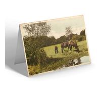 NOTELET - Vintage Hampshire - Forest Ponies Near Brockenhurst