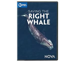 NOVA: Saving The Right Whale