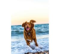 Nova Scotia Duck Tolling Retriever at the Beach Greeting Card 125mm x 178mm - Including Envelope - GC1163