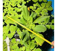 NP Aquatics Giant Water Lettuce (Pistia stratiotes), Pack of 12 Juvenile Plants, 5-8 cm, Fast Growing, Chemical Free, Suitable for Outdoor Ponds and Aquaria