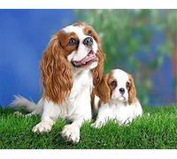 NPRZM 5D Diamond Art DIY Painting Cavalier King Charles Spaniel Embroidery Full Drill Rhinestones Cross Stitch Kits Mosaic Pictures Home Decor Gift 40x50CM