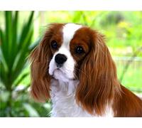 NPRZM 5D Diamond Art DIY Painting Cavalier King Charles Spaniel Embroidery Full Drill Rhinestones Cross Stitch Kits Mosaic Pictures Home Decor Gift 30x40CM