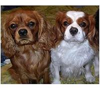 NPRZM 5D Diamond Painting by Number Kits Cavalier King Charles Spaniel Dog Paint with Diamonds Arts Full Drill Living Room Decor Craft 40x40CM