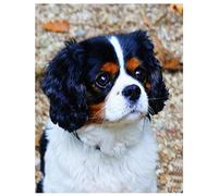 NPRZM 5D Diamond Painting by Numbers Kits Full Drill Cavalier King Charles Spaniel Diamond Painting Adults/Kids DIY Paste Crystal Rhinestone Embroidery Diamond 30x40CM