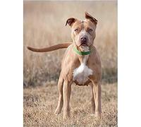 NPRZM 5D Diamond Painting for Adults Pitbull Dog DIY Round Rhinestone Painting by Number Art Mosaic Craft Kit Home Decor Gifts 30x40CM