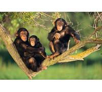 NPRZM 5D Diamond Painting Full Drill Chimpanzee Animal Crystal Rhinestone Embroidery Pictures Arts Craft for Home Wall Decor Gift 30x40CM