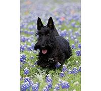 NPRZM 5D Diamond Painting Kit Black Scottish Terrier Dog Diamond Embroidery Painting DIY Embroidery Painting for Home Wall Decor 30x40CM