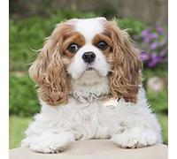 NPRZM 5D Diamond Painting Kits for Adults DIY Paint with Diamonds Full Drill Embroidery Arts Craft Wall Decor-Cavalier King Charles Spaniel, Animal 40x50CM