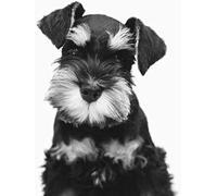 NPRZM 5D Diamond Painting Kits for Adults,Miniature Schnauzer - Crystal Rhinestone Diamond Embroidery Paintings Great for Home,Office,Wall Decor - 30x40CM