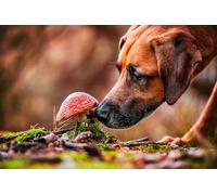 NPRZM 5D Diamond Painting Rhodesian Ridgeback Dog DIY Full Round Crystal Diamond Art Adults by The Numbers Painting Craft Kit Home Decor Gift 30x40CM