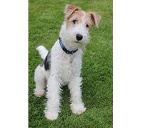 NPRZM 5D DIY Diamond Painting Kit_Wire Fox Terrier Dog Diamond Painting_Adult Diamond Painting Rhinestone Crystal Full Kits Wall Decor Cross Stitch 30x40CM