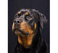 NPRZM 5D DIY Diamond Painting Kits for Adults Kids Beginner - Rottweiler Dog - Crystal Rhinestone Diamond Embroidery Paintings Great for Home,Office,Wall Decor 30x40CM