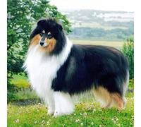 NPRZM 5D DIY Diamond Painting Kits Rough Collie Dog Diamond Embroidery Round Mosaic Art Decor 50x60CM