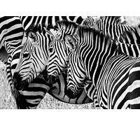 NPRZM 5D Full Drill Diamond Painting by Number Kits Three Zebras in The Wild Faces Aligned Diamond Painting - Craft Kits 50x60CM