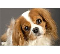 NPRZM Cross Stitch Kits for Adults,Cavalier King Charles Spaniel Printed Kits for Beginners,Stamped Kit for Wall Art Home Decoration 30x40CM