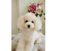 NPRZM Diamond Embroidery 5D Diamonds Painting Full Kit Cute White Poodle Diamond Painting Kits for Adults Rhinestone, Diamond Arts Craft for Home Wall Decor 30x40CM