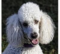 NPRZM Diamond Embroidery 5D Diamonds Painting Full Kit White Poodle Dog Diamond Painting Kits for Adults Rhinestone, Diamond Arts Craft for Home Wall Decor 40x50CM