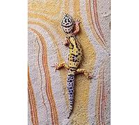 NPRZM Diamond Painting Accessories, 5D DIY Diamond Painting, Colorful Gecko, Embroidery Kit, Mosaic, Main Decoration, Rhinestone, Picture 30x40CM