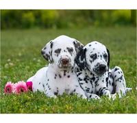 NPRZM Diamond Painting Art Kits Dalmatian Dog 5D Diamond Painting Kits for Adults,DIY Round Embroidery Paintings Pasted Pictures Arts Home Wall Decor 30x40CM