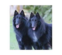 NPRZM Diamond Painting,Belgian Shepherd Black Dogs,5D Diamond Art Kits for Adults,Mosaic Crystal Craft Kits for Home Wall Decor 30x40cm