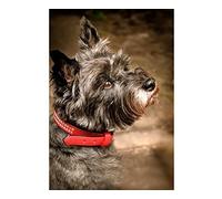 NPRZM Diamond Painting,Cairn Terrier Dog,5D Diamond Art Kits for Adults,Mosaic Crystal Craft Kits for Home Wall Decor 30x40CM