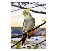 NPRZM Diamond Painting,Cockatiel Animal,5D Diamond Art Kits for Adults,Mosaic Crystal Craft Kits for Home Wall Decor 50x60CM