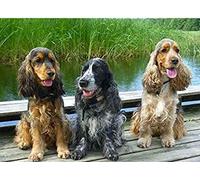 NPRZM Diamond Painting,Cocker Spaniel Puppy,5D Diamond Art Kits for Adults,Mosaic Crystal Craft Kits for Home Wall Decor 50x50CM