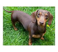 NPRZM Diamond Painting Dachshund Dog Round Rhinestone Art Adult by Number Painting Craft Kit Gift Home Decor 30x40CM